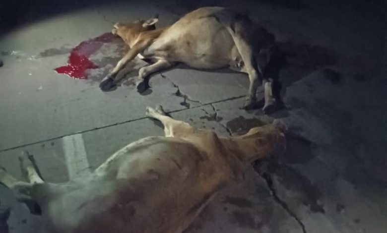 अज्ञात वाहन ने 19 गायों को कुचला, सभी गायों की मौक़े पर मौत,,घटना के बाद से क्षेत्र मे शोक और आक्रोश