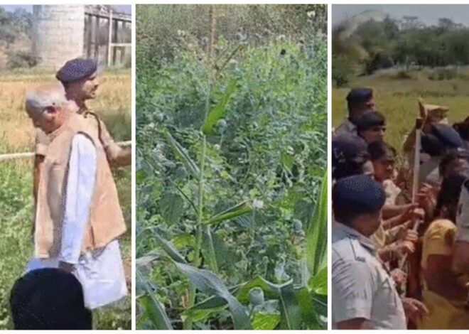 भाजपा नेता के खेत मे अवैध अफीम की खेती,, पार्टी ने निष्कासित किया,, पूर्व मुख्यमंत्री भूपेश बघेल मौक़े पर पहुंचे, भाजपा पर नशे की फैक्ट्री खोलने का आरोप लगाया,