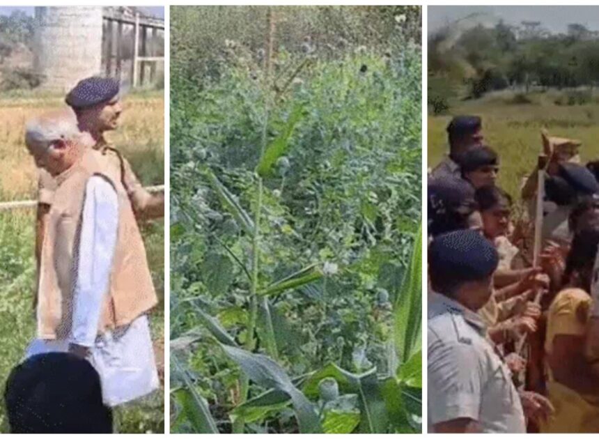 भाजपा नेता के खेत मे अवैध अफीम की खेती,, पार्टी ने निष्कासित किया,, पूर्व मुख्यमंत्री भूपेश बघेल मौक़े पर पहुंचे, भाजपा पर नशे की फैक्ट्री खोलने का आरोप लगाया,