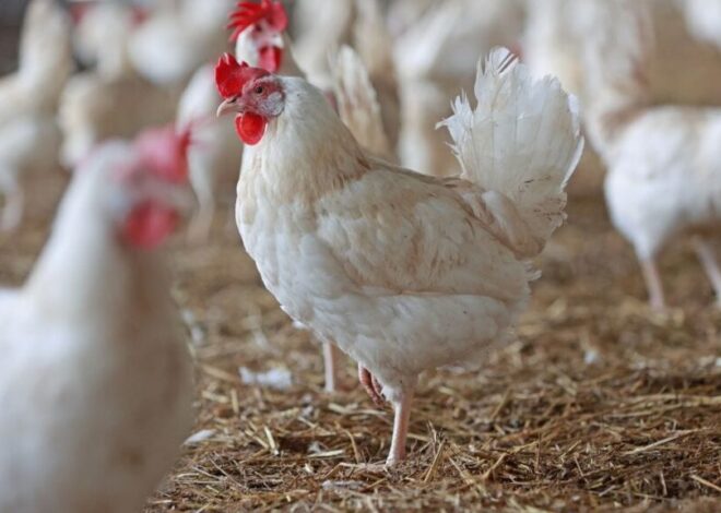 बिलासपुर में ‘बर्ड फ्लू H5N1’ का अलर्ट -इन्फेक्टेड जोन घोषित, 10 किमी तक हाई अलर्ट