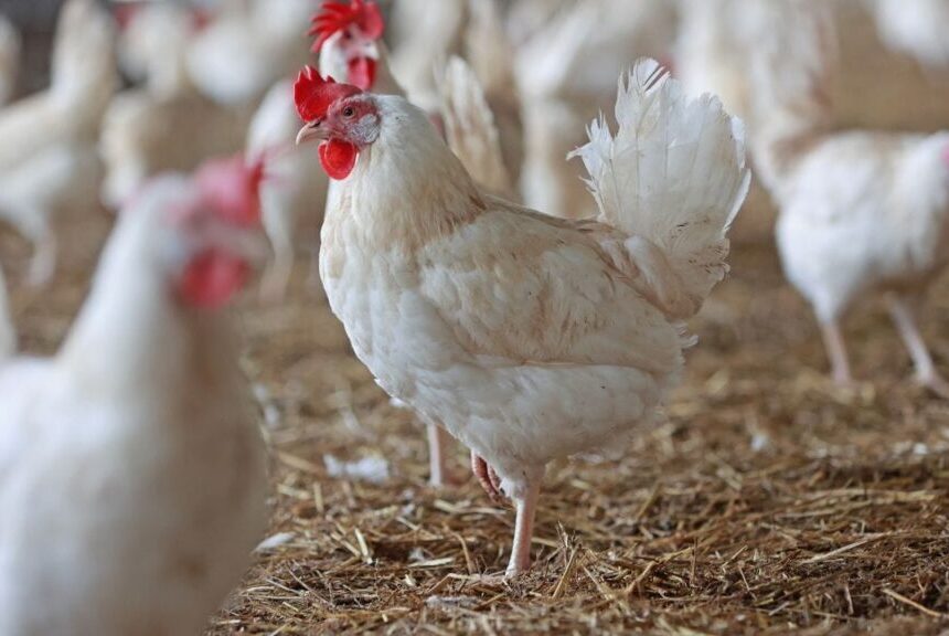 बिलासपुर में ‘बर्ड फ्लू H5N1’ का अलर्ट -इन्फेक्टेड जोन घोषित, 10 किमी तक हाई अलर्ट