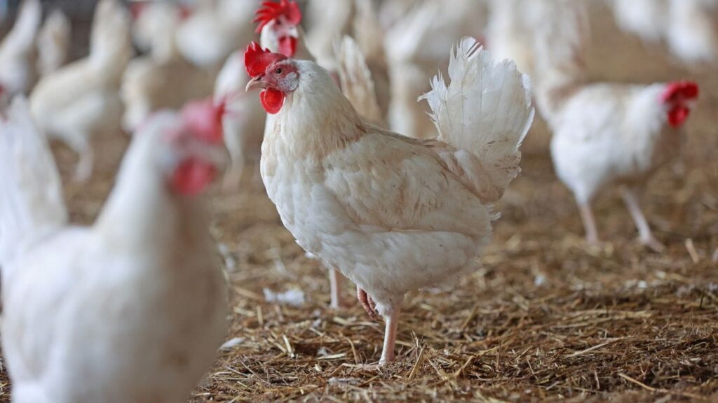 बिलासपुर में ‘बर्ड फ्लू H5N1’ का अलर्ट -इन्फेक्टेड जोन घोषित, 10 किमी तक हाई अलर्ट